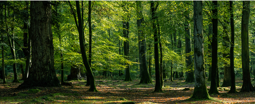 forest