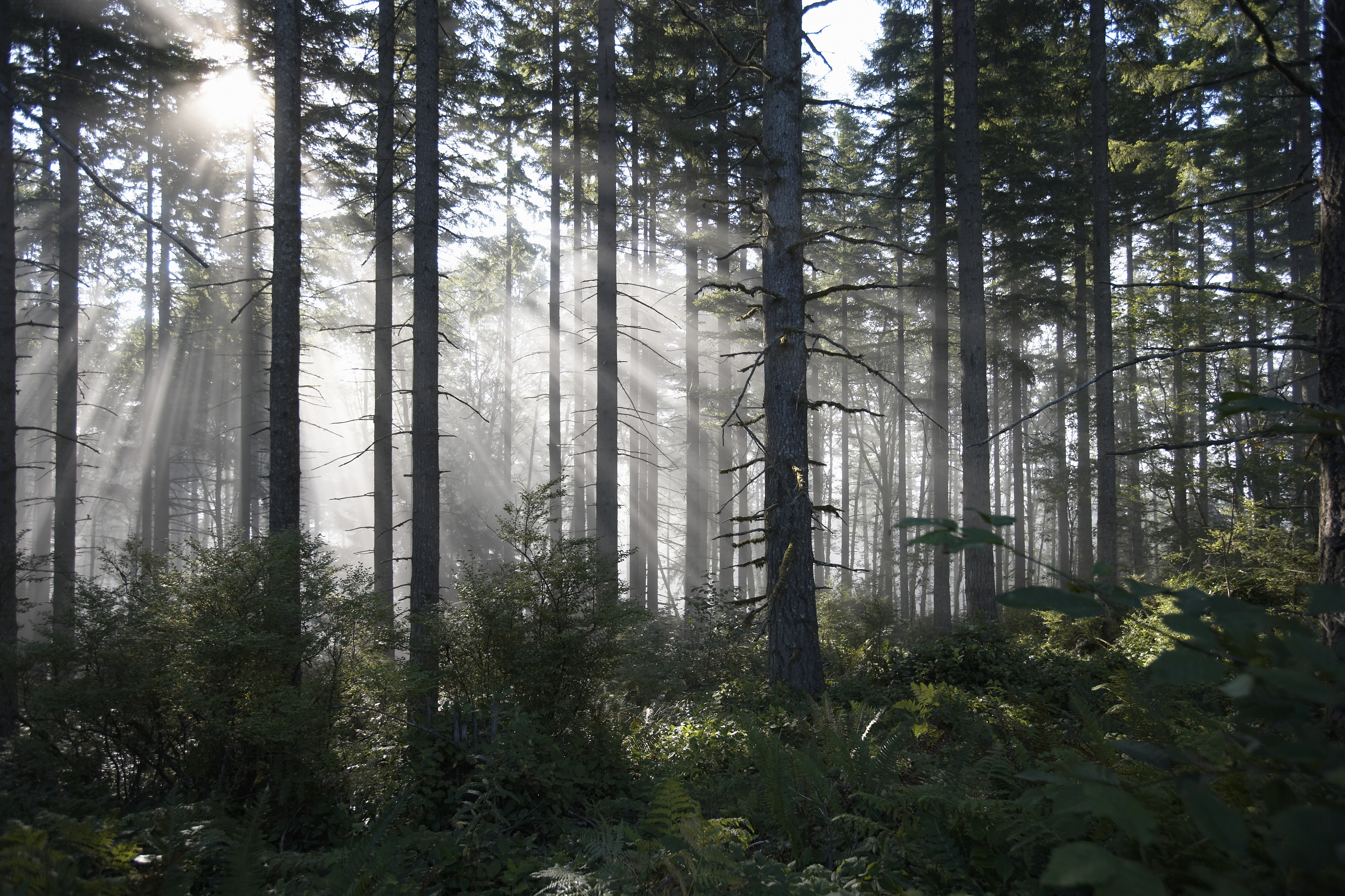 forest in daylight