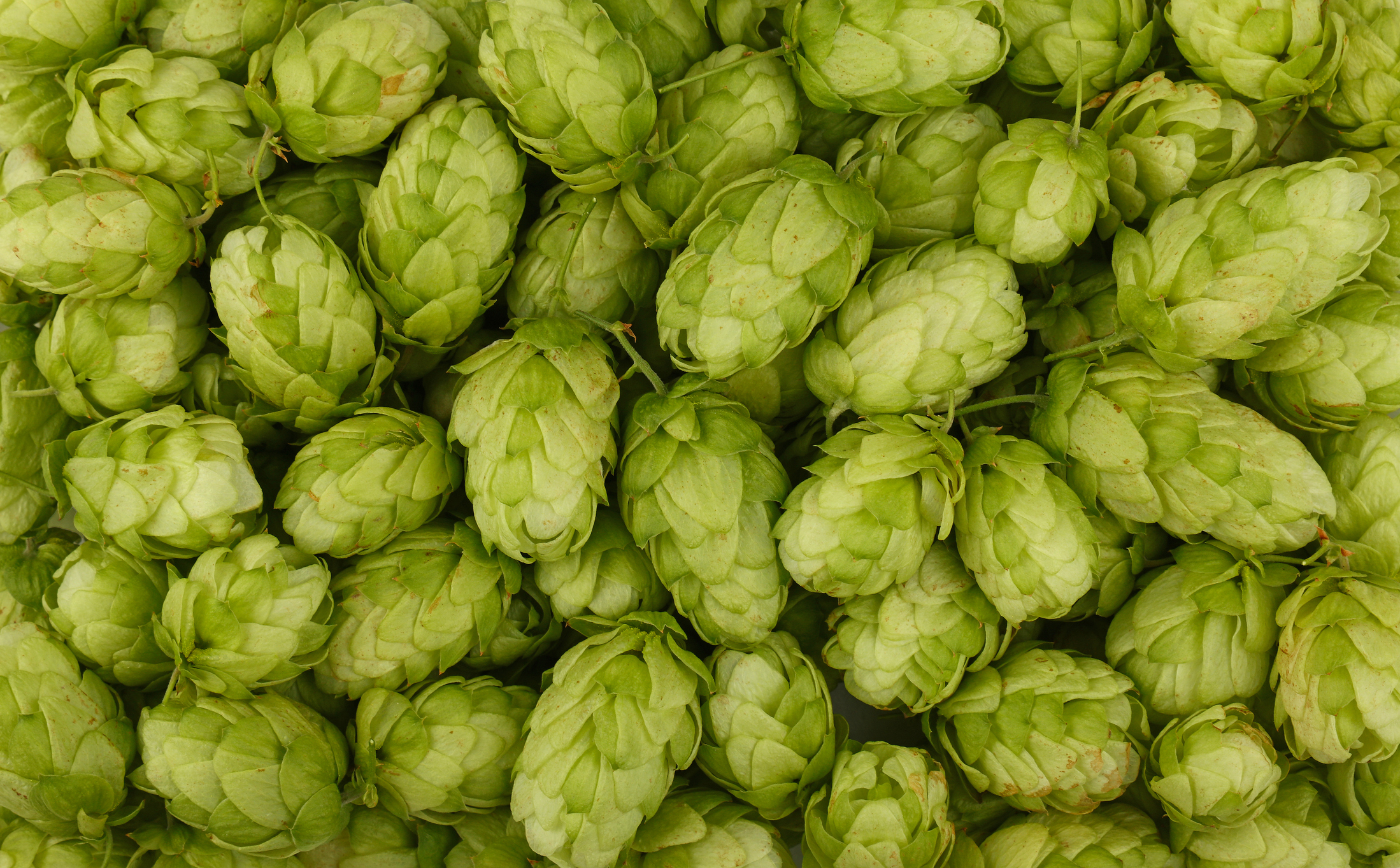 close up photo of hops plant