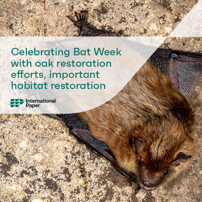 Celebrating Bat Week with oak restoration efforts and important habitat restoration