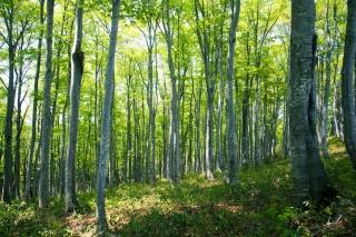 A green forest