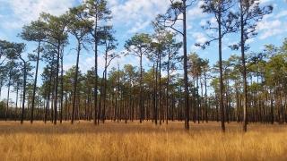 longleaf pine