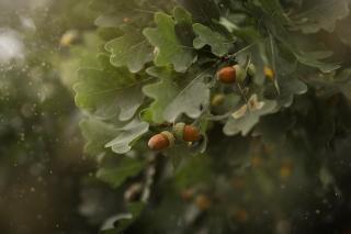 white oak leaves and acorns