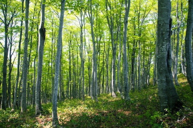 A green forest