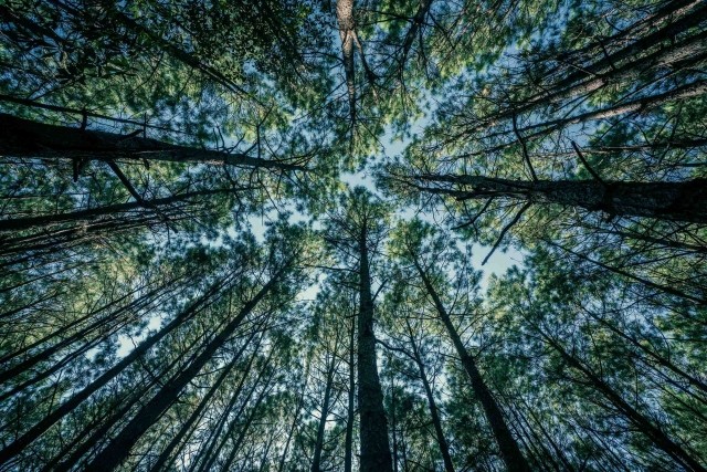 Healthy pine trees viewed from the working forest floor