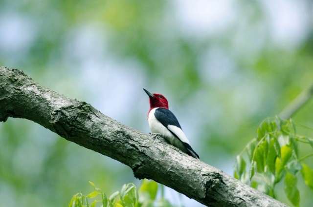 A bird with a red head and white body in a tree