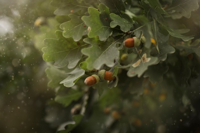 white oak leaves and acorns